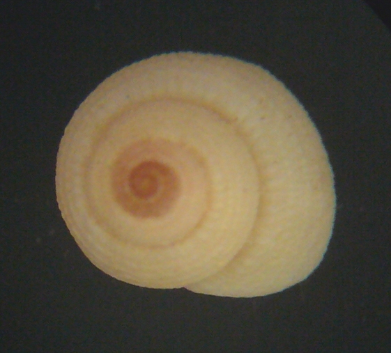 Clanculus laurae